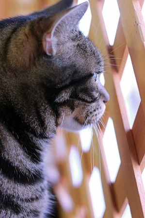 nekomanma_3978_edited-1