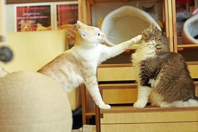 nekomanma_6483_edited-1