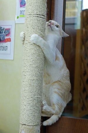nekomanma_2057_edited-1