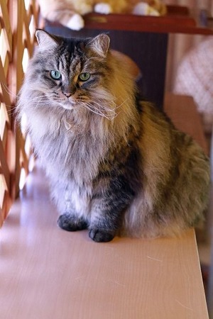 nekomanma_6972_edited-1