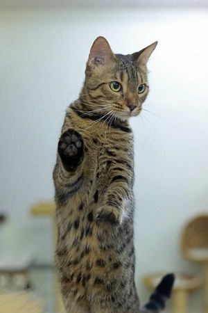 nekomanma_9207_edited-1