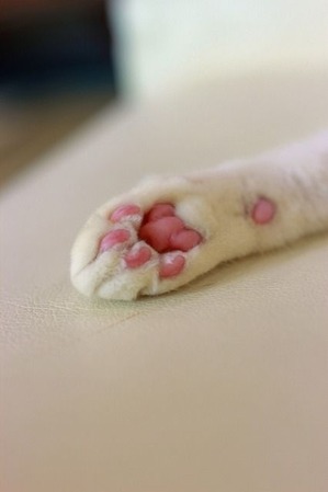 nekomanma_2558_edited-1