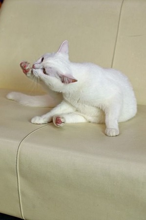 nekomanma_9387_edited-1