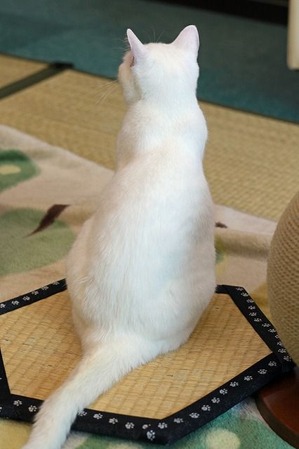nekomanma_6073_edited-1