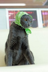 nekomanma_2917_edited-1