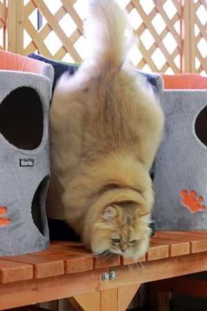 nekomanma_2182_edited-1