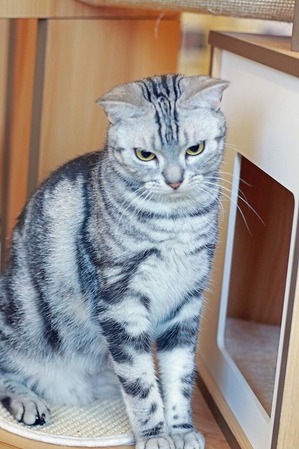 nekomanma_8801_edited-1