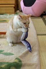 nekomanma_7791_edited-1