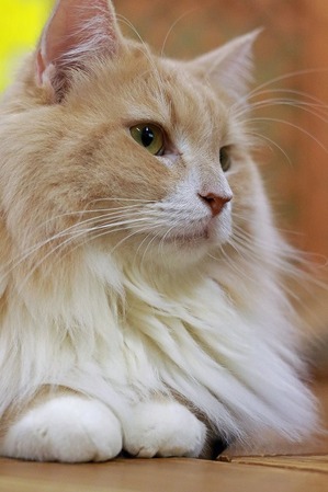 nekomanma_8889_edited-1