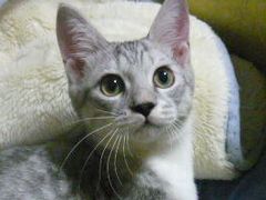 よう