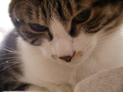 猫式ブログ~里親募集型猫カフェ
