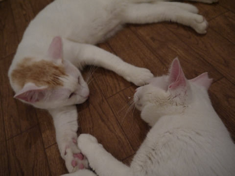猫式ブログ~里親募集型猫カフェ
