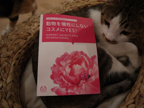 猫式ブログ~里親募集型猫カフェ