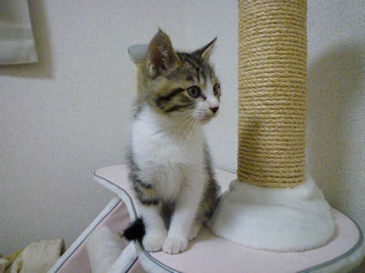 猫式ブログ~里親募集型猫カフェ