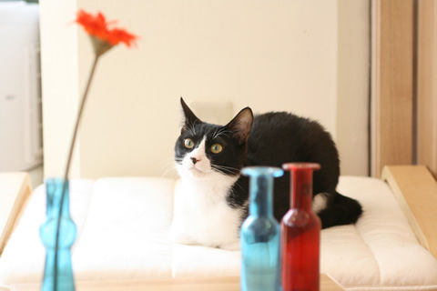 猫式ブログ~里親募集型猫カフェ