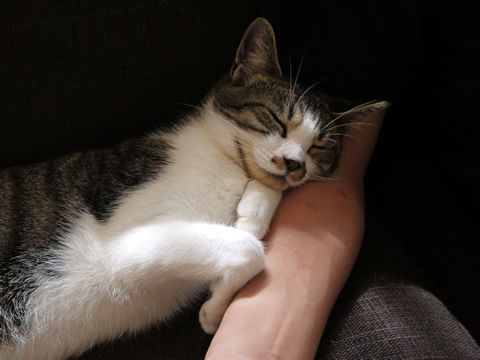 猫式ブログ~里親募集型猫カフェ