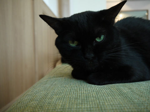猫式ブログ~里親募集型猫カフェ