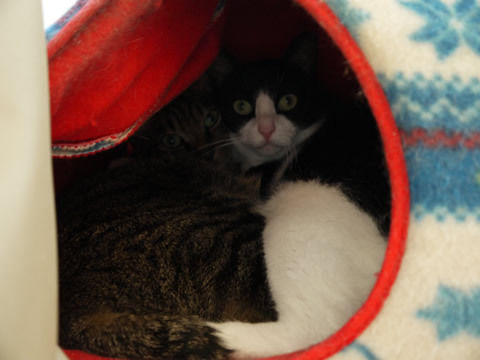 猫式ブログ~里親募集型猫カフェ