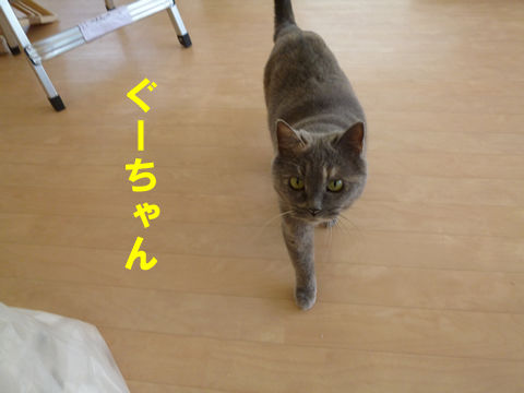 猫式ブログ