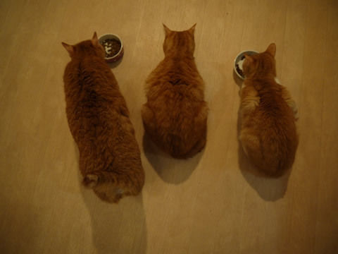 猫式ブログ~里親募集型猫カフェ
