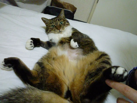 猫式ブログ~里親募集型猫カフェ