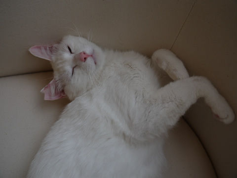 猫式ブログ~里親募集型猫カフェ