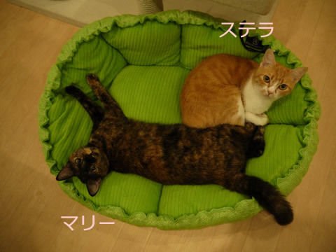 猫式ブログ~里親募集型猫カフェ