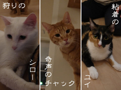 猫式ブログ~里親募集型猫カフェ