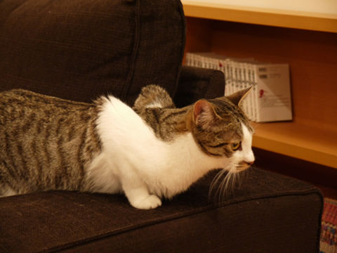 猫式ブログ