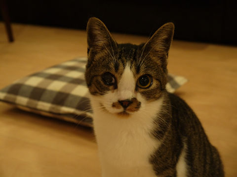 猫式ブログ~里親募集型猫カフェ