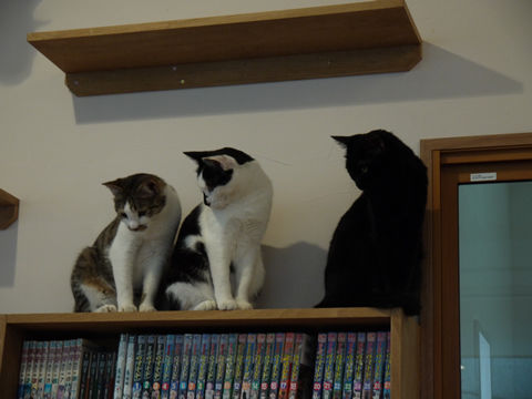 猫式ブログ~里親募集型猫カフェ