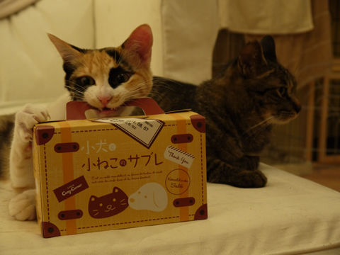 猫式ブログ~里親募集型猫カフェ