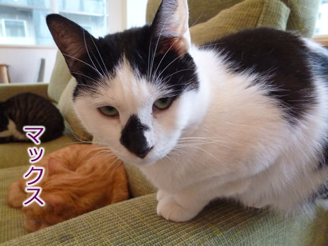 猫式ブログ~里親募集型猫カフェ