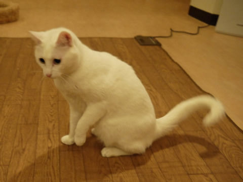 猫式ブログ~里親募集型猫カフェ