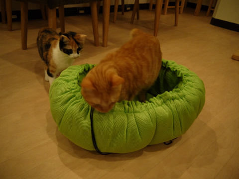 猫式ブログ~里親募集型猫カフェ