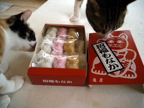 猫式ブログ~里親募集型猫カフェ