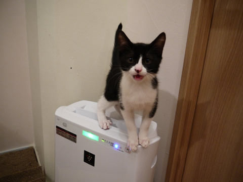 猫式ブログ~里親募集型猫カフェ