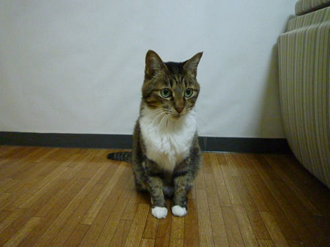 猫式ブログ~里親募集型猫カフェ
