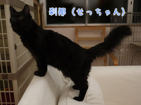 猫式ブログ~里親募集型猫カフェ