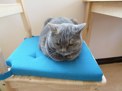 猫式ブログ