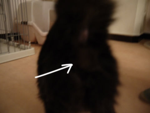 猫式ブログ~里親募集型猫カフェ