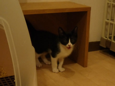 猫式ブログ~里親募集型猫カフェ