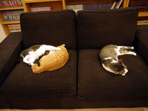 猫式ブログ~里親募集型猫カフェ