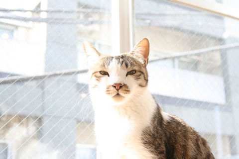 猫式ブログ~里親募集型猫カフェ