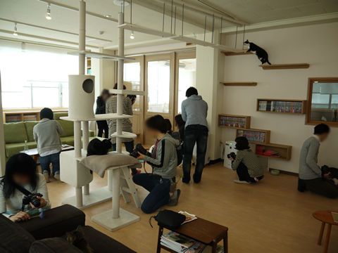 猫式ブログ~里親募集型猫カフェ