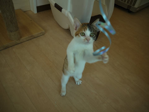 猫式ブログ~里親募集型猫カフェ