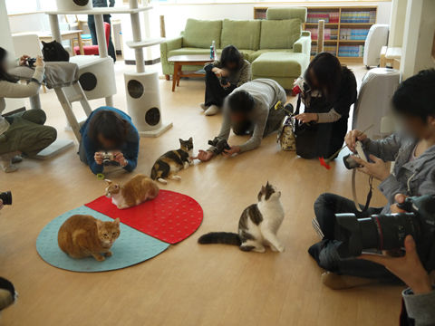 猫式ブログ~里親募集型猫カフェ