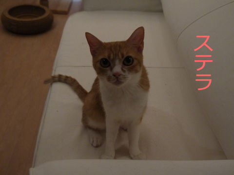 猫式ブログ~里親募集型猫カフェ