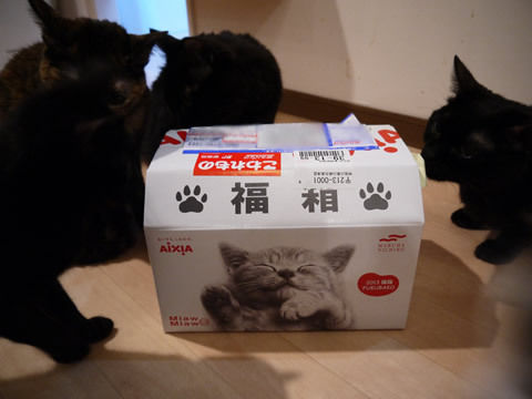 猫式ブログ~里親募集型猫カフェ