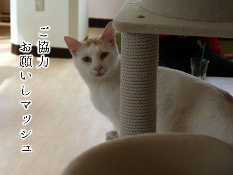 P1000234_r2_c2